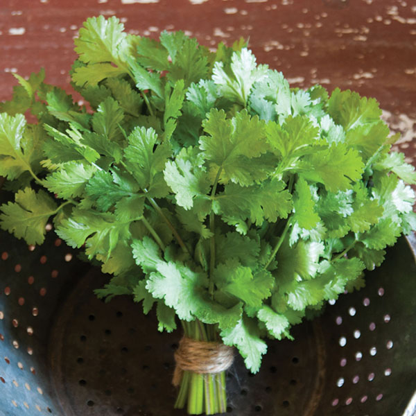 CILANTRO CRUISER CILANTRO CRUISER